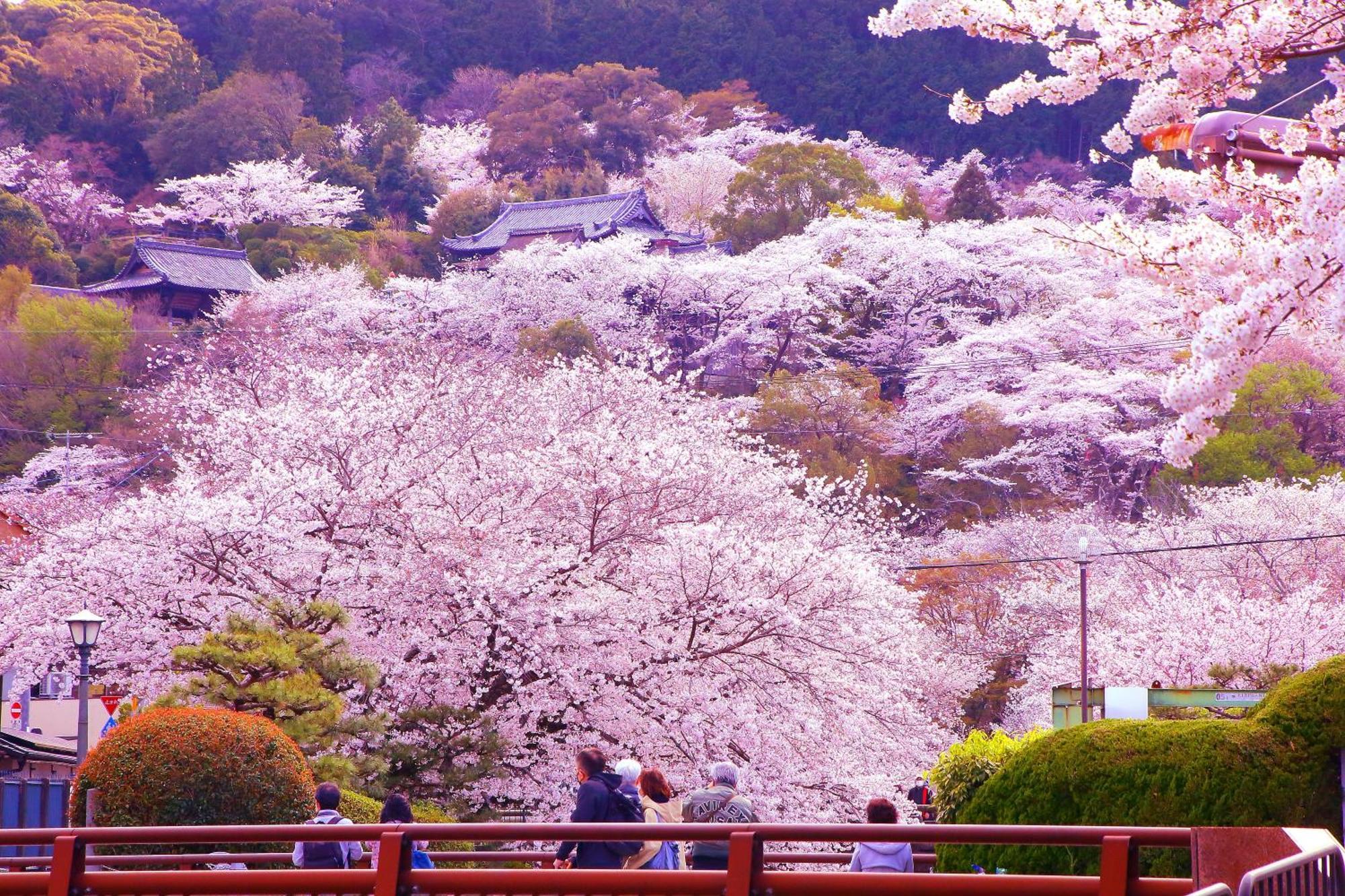 Hotel Honnoji Kyoto Buitenkant foto